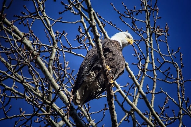 A close-up photograph of a bald eagle perched on a tree branch, symbolizing the endangered species protected by the Endangered Species Act. The image should capture the majestic nature of the eagle and the vulnerability of its species.