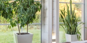 Biophilic Design: Nature-Inspired Homes for a 15% Well-being Boost - Cover Image