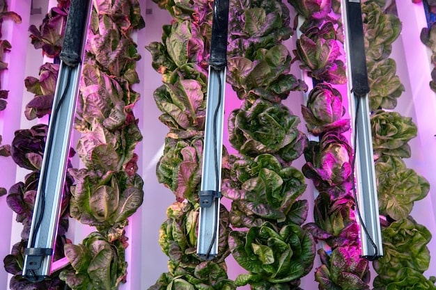 A detailed view of a hydroponic system in a vertical farm. The image showcases rows of lettuce plants with their roots submerged in a nutrient-rich water solution. Artificial lighting panels are positioned above the plants, highlighting the controlled environment crucial for optimal growth.