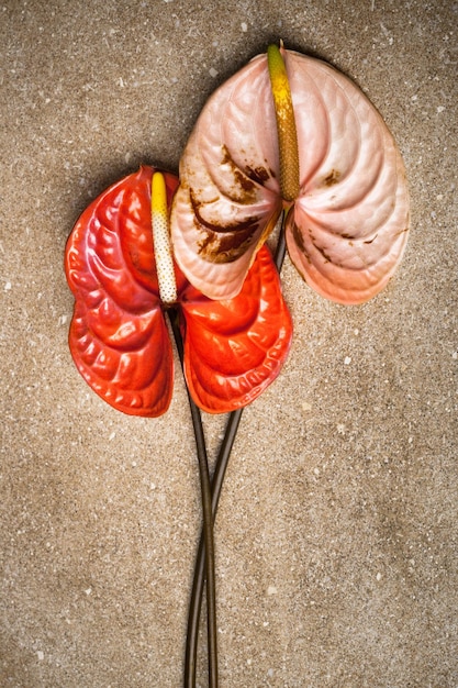 A split image comparing a healthy, vibrant internal organ (liver) to one that is visibly unhealthy and fatty. The comparison highlights the potential damage caused by excessive sugar consumption on the liver, emphasizing the importance of moderation.