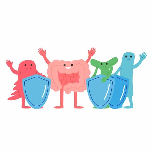 An illustration showing the human digestive system with a focus on the gut microbiome, highlighting the balance of good and bad bacteria and the impact of probiotics on maintaining that balance.